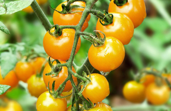 Cherry Tomatoes (Sun Sugar)