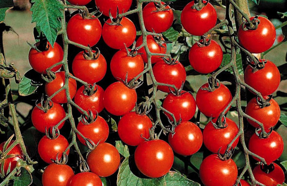 Cherry Tomatoes (Sweet 100)