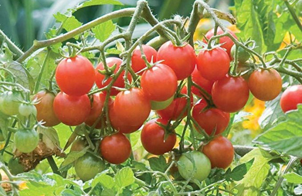 Cherry Tomatoes (Sweetheart of the Patio)