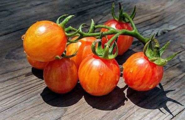 Cherry Tomatoes (Bumble Bee)