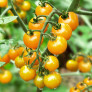 Cherry Tomatoes (Sun Sugar)