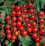 Cherry Tomatoes (Sweet 100)