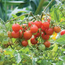 Cherry Tomatoes (Sweetheart of the Patio)