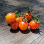 Cherry Tomatoes (Bumble Bee)